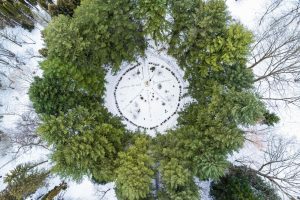 Green hedge of thuja trees. Green hedge of the tui tree. Nature, background. Aerial winter view